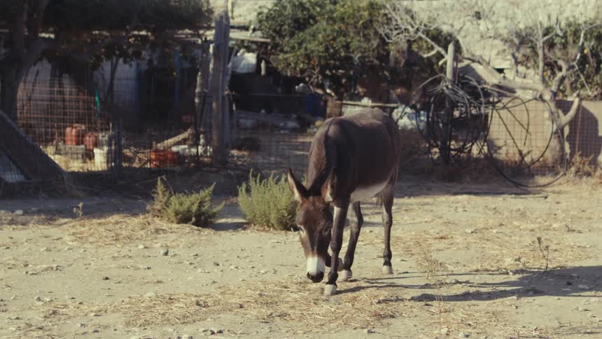 A dark brown donkey with a white muzzle walks toward the camera in a sundrenched sparsely vegetated yard with a rustic fence and buildings in the background