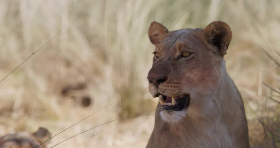Female lions lying next to a female lion standing up outdoors during daytime