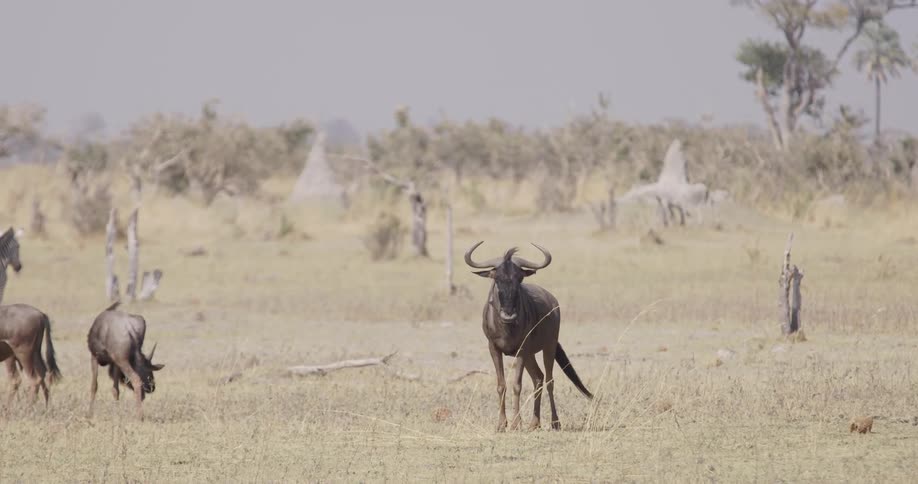 Various animals grazing in the dry savanna