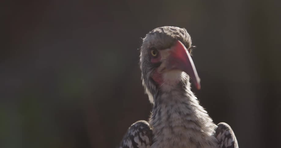 Close up of a birds head with a long red beak