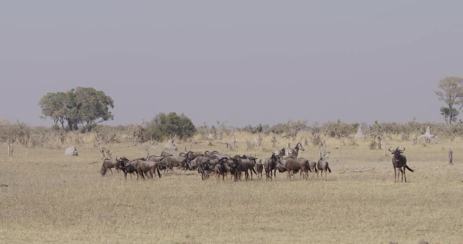 Group of wildebeest in a savanna with some zebras in the background