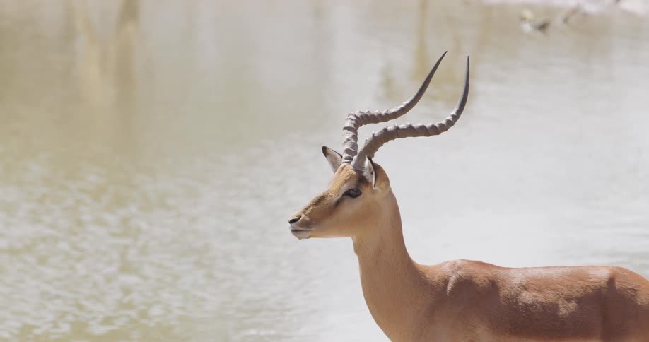 A clip of an antelope by the river