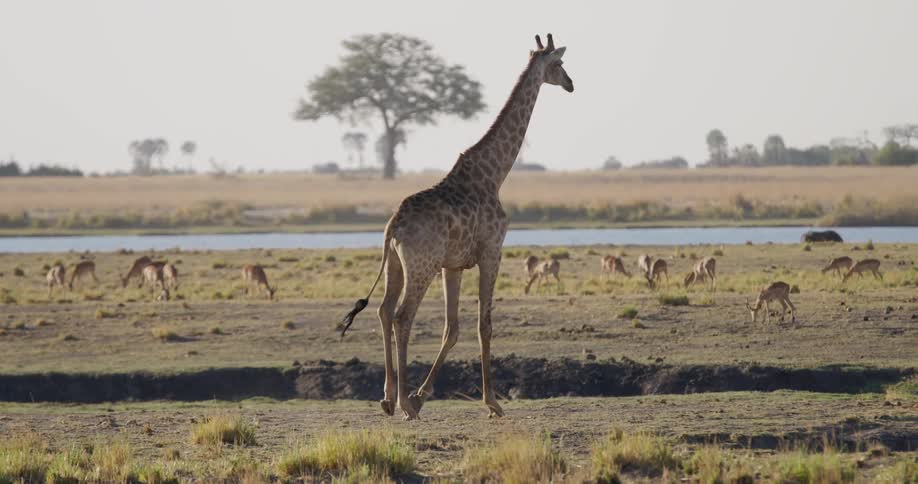 A giraffe stands tall against a backdrop of golden grasslands a river and a herd of impalas grazing in the distance