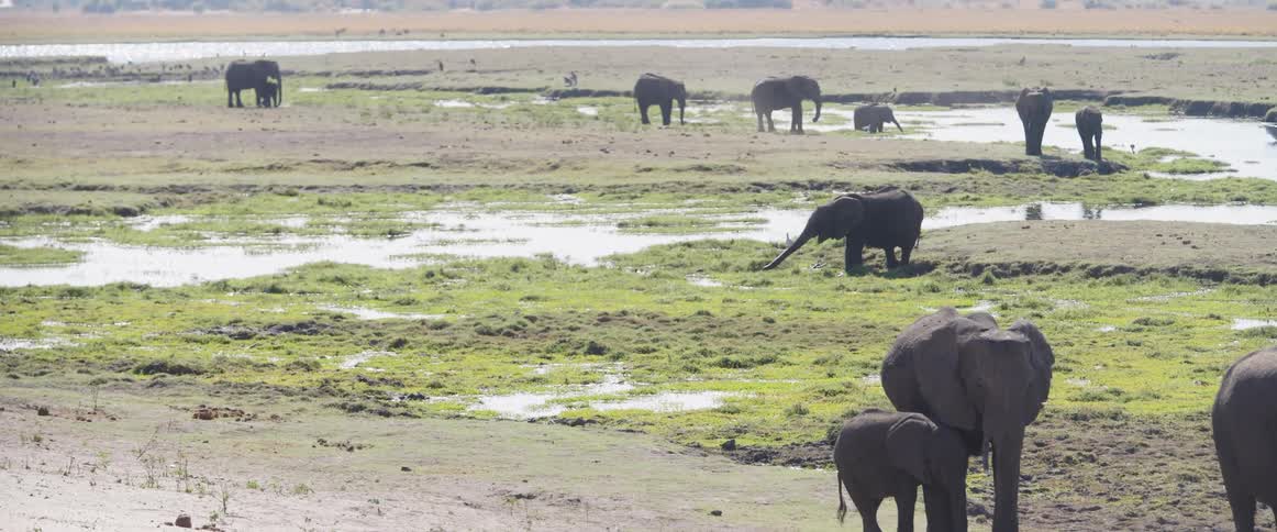 Elephants are drinking water in the swamp