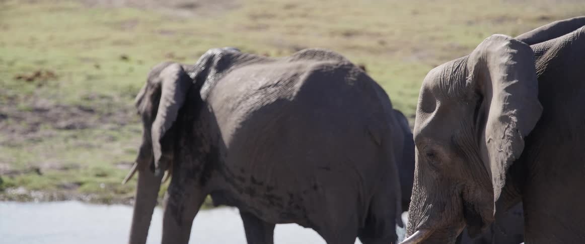 A closeup of a group of elephant walking near a waterhole in the wild
