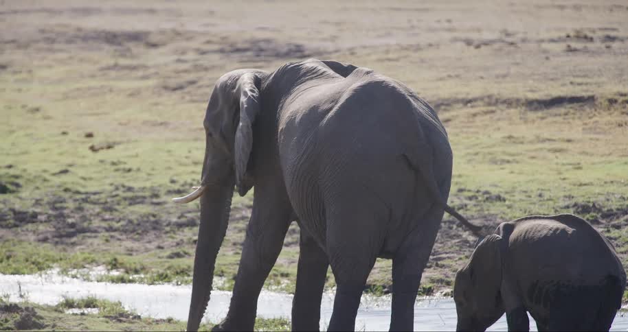 A baby elephant and its parent drink water together