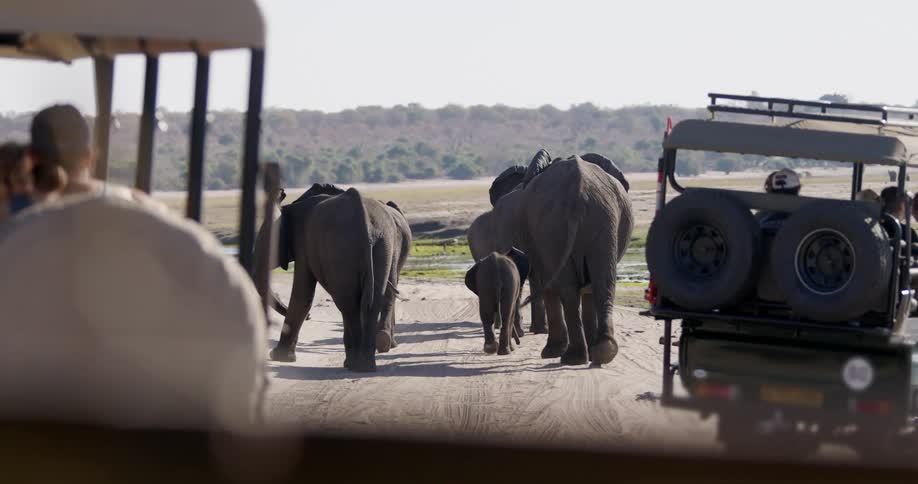 A herd of elephants walking along a safari trail with vehicles nearby