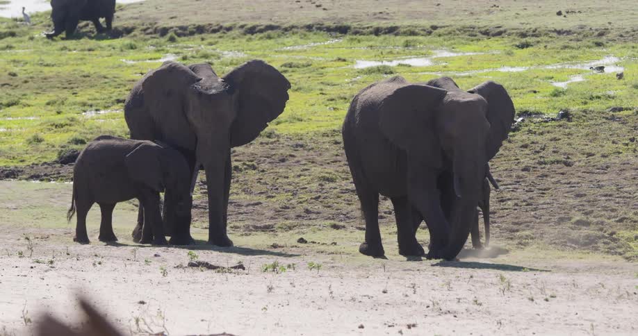 A herd of elephants standing on the green plains near a water source