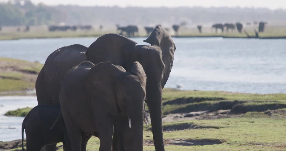 A herd of elephants standing by a serene lakeside in the wilderness