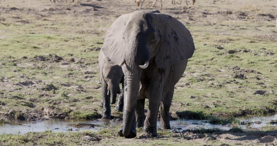 A clip of elephants crossing a water flow in the jungle