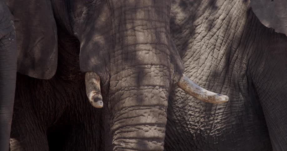 A closeup of an elephants face highlighting its textured skin large ears and tusks