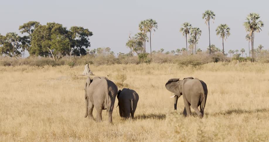 A clip of three elephants walking in the jungle