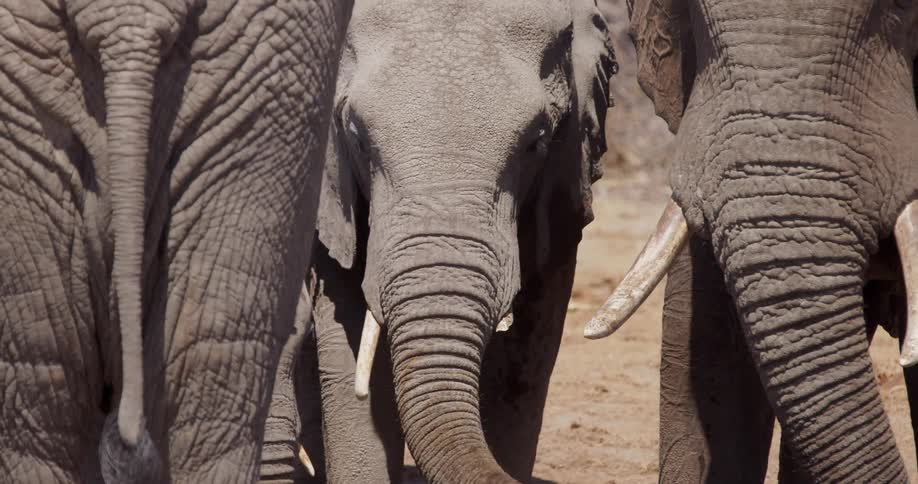 Several elephants standing side by side showcasing their textured skin and prominent tusks