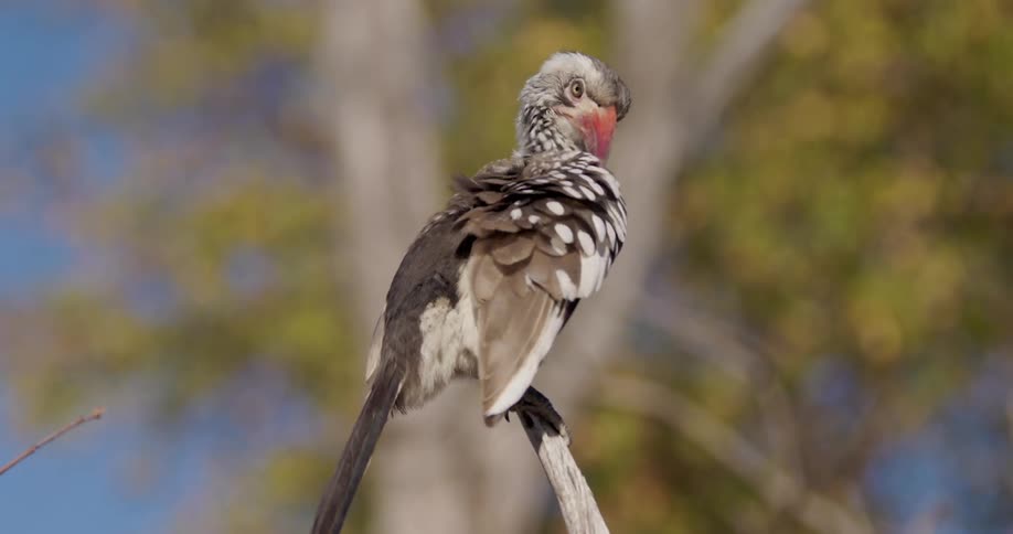 A bird with black and white spotted feathers is perched on a branch cleaning its wings