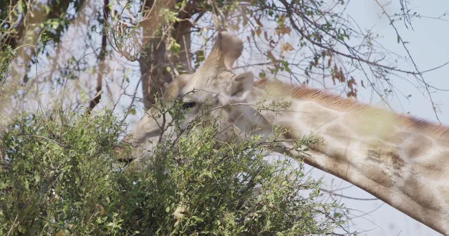 A giraffe extends its neck to feed on the leaves of a tall bush or tree
