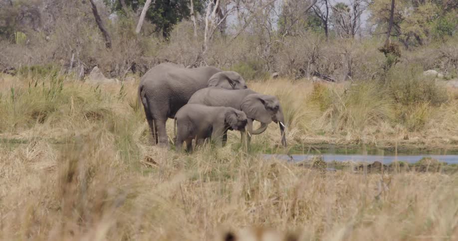 A clip of a lion and elephant in the jungle