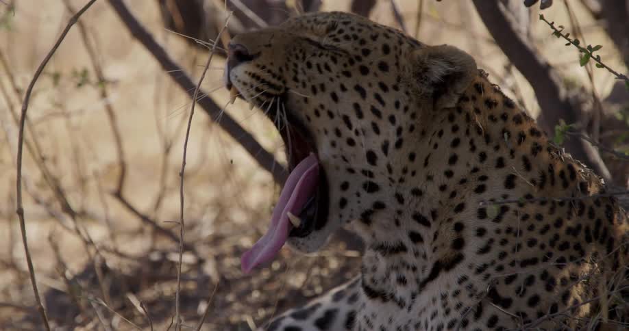A leopard rests in the shade of a tree yawning in the golden light of the savanna