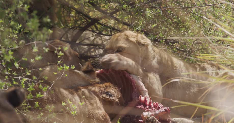 Female lion and young lions biting and eating a piece of meat outdoors during daytime