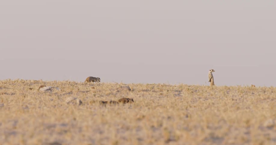 A meerkat is standing looking to the sides while the other meerkat in front is walking and both are on a ground with low beige grass