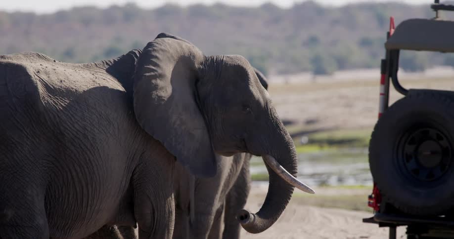 A herd of elephants walking together in a savanna landscape