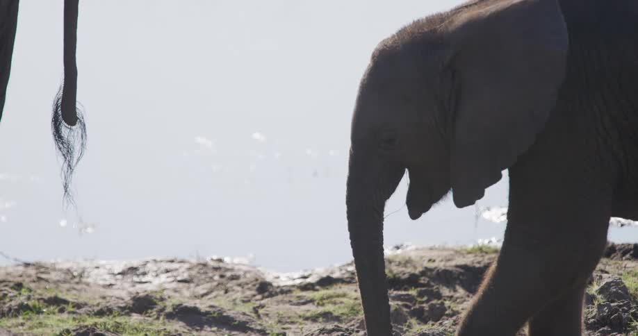 An elephant bringing its trunk to its mouth to feed