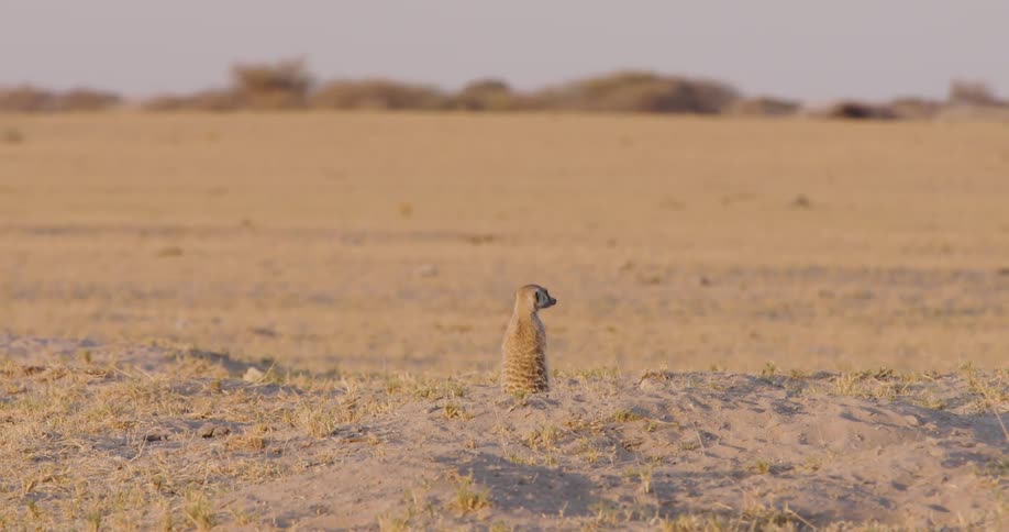 A meerkat emerges from the ground and looks around the savanna