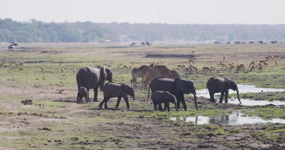 Group of elephants and giraffes on an open plain with some bodies of water around