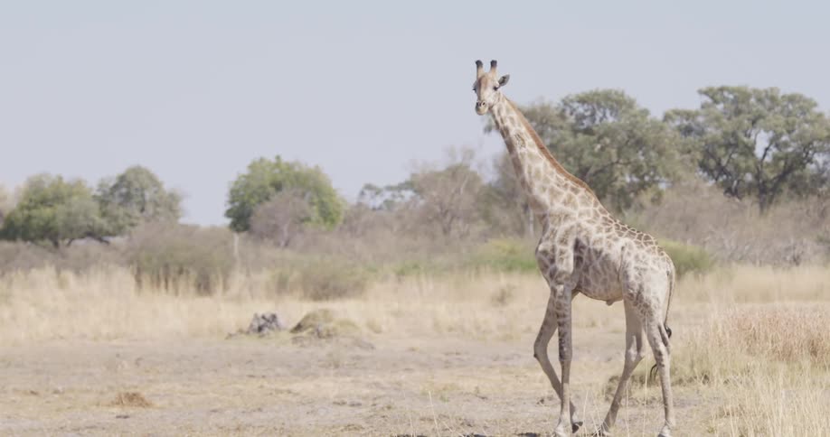 A large giraffe walking in a savannah with beige grass and trees in the background