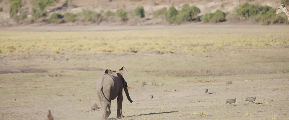 A young elephant walks away from the viewer across a dry dusty plain towards a flock of helmeted guineafowl and a passing giraffe