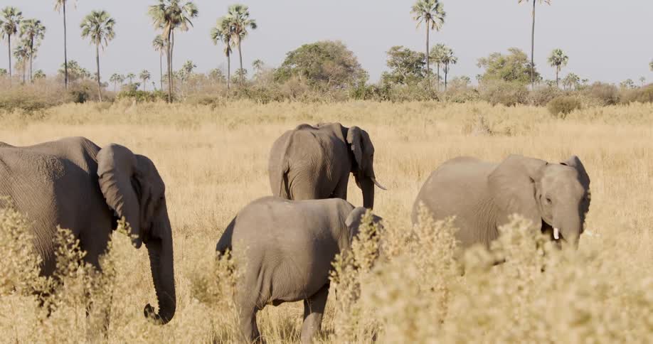 A group of elephants grazing in a golden grassland with tall trees in the background