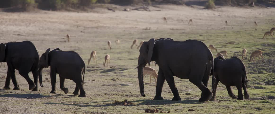 A line of elephants walking across a dry savanna with wildlife in the background