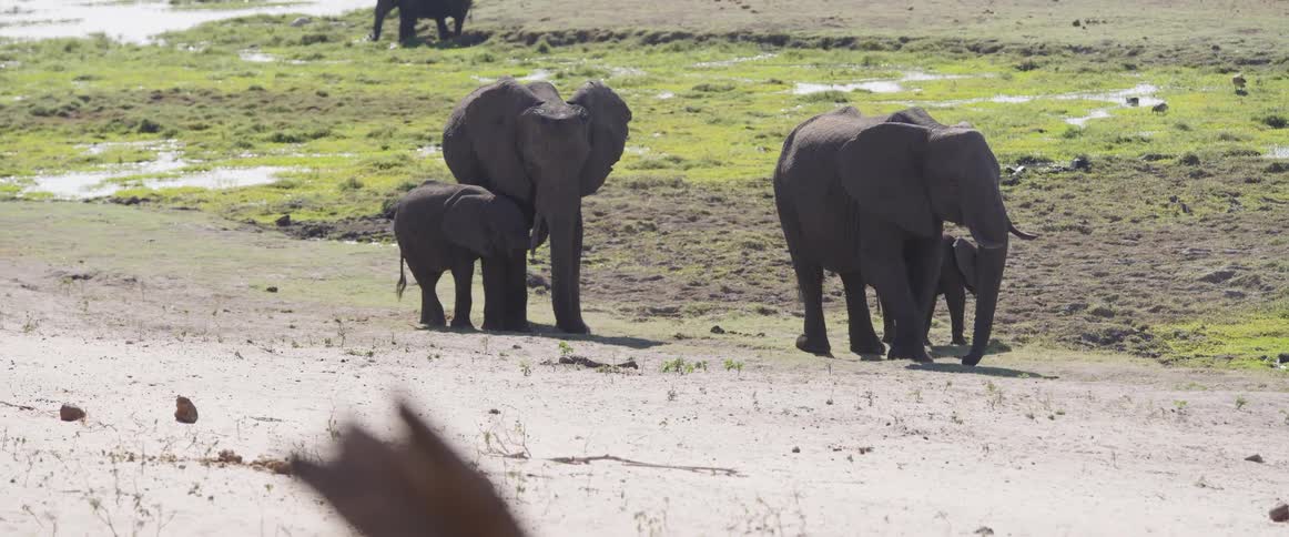 A clip of elephants in standing on the field