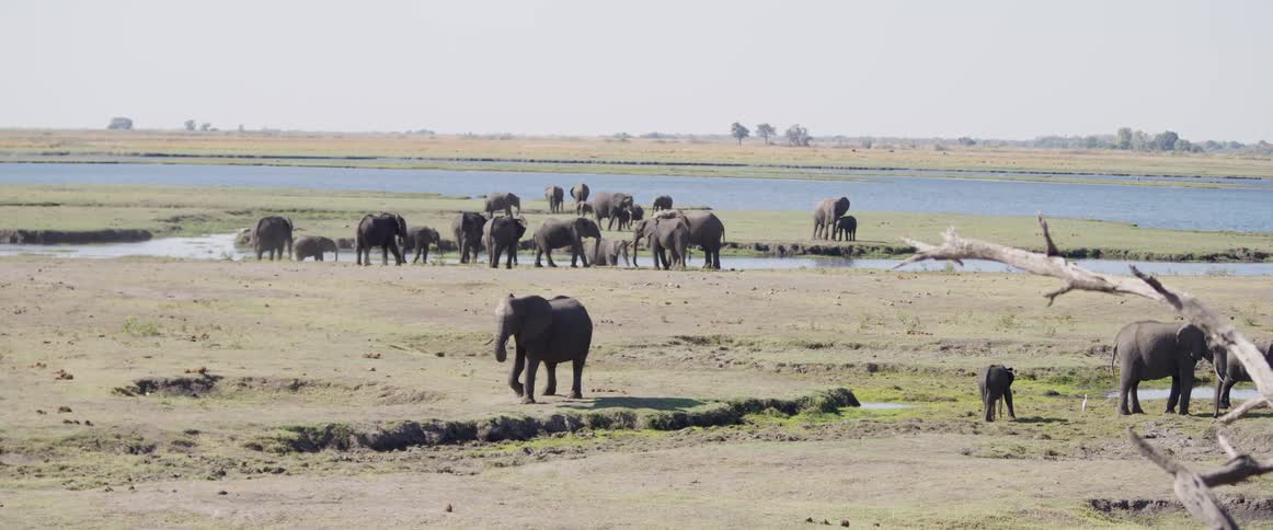 A herd of elephants scattered across a savannah near a waterbody