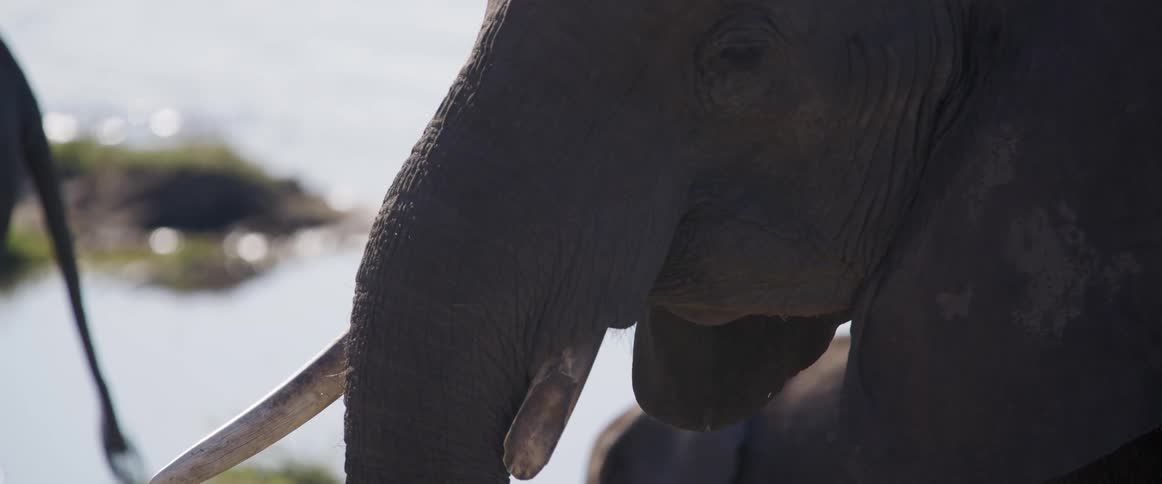 A detailed view of an elephants tusk and textured skin near the water