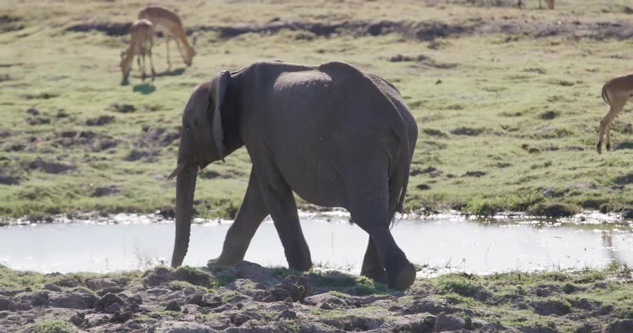 An elephant is walking near a waterhole in the savanna with other animals visible in the background