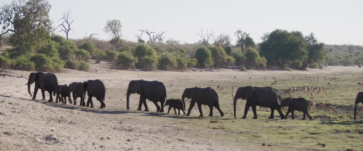 A herd of elephants including calves walks in a line across the savanna towards a water source