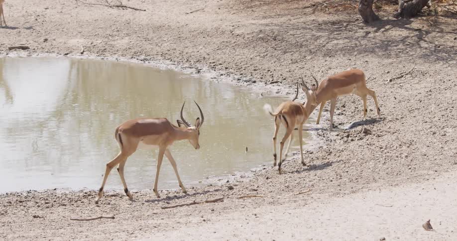Three antelopes drinking water near a pond in a dry landscape