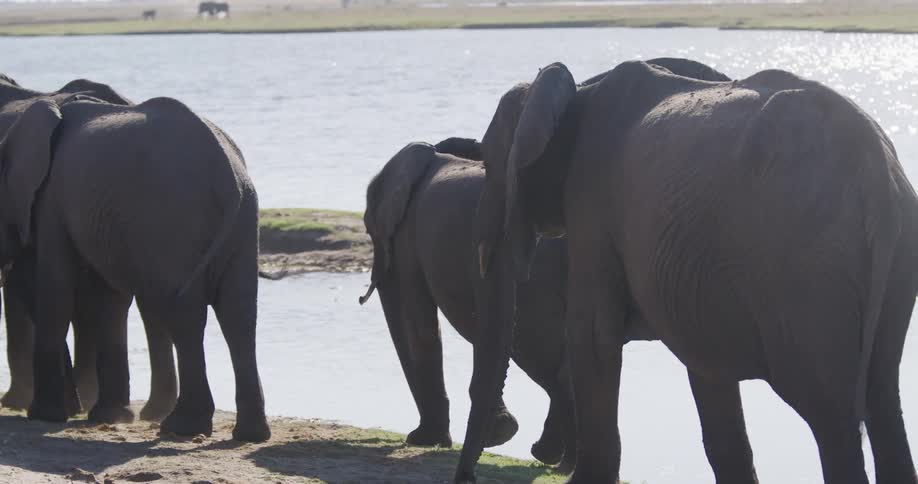 A herd of african elephants walks along the bank of a river or watering hole