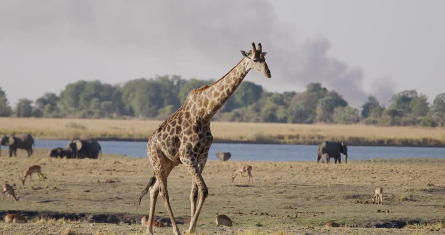A lone giraffe stands tall on a grassy plain with elephants and gazelles in the distance