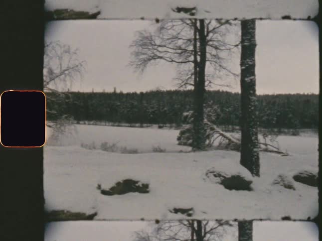 Sparse leafless trees stand in a snow covered field near a conifer forest on a winter day