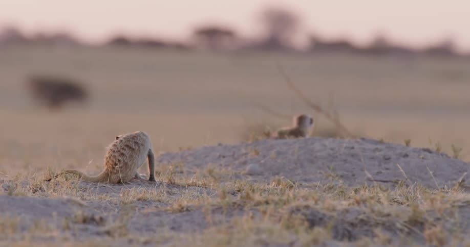 Two meerkats one standing sentry atop a burrow the other cautiously approaching from the side