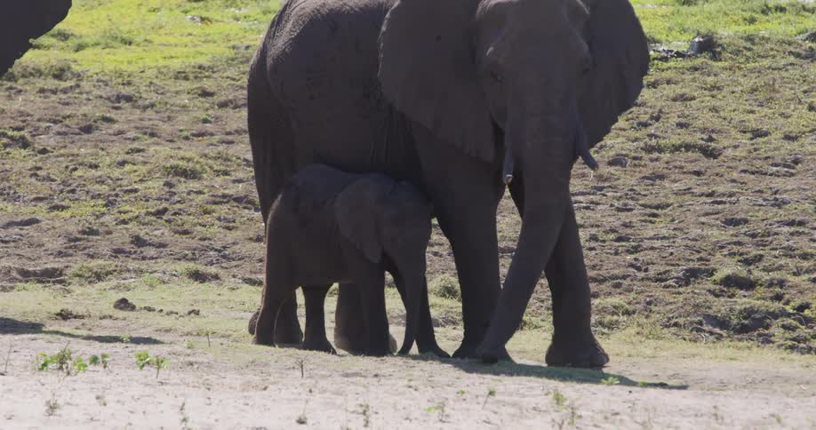 A clip of an elephant and its cub in the jungle