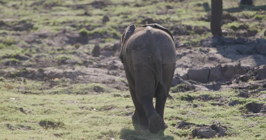 A small elephant rising from the ground and walking on a ground of grass and dirt