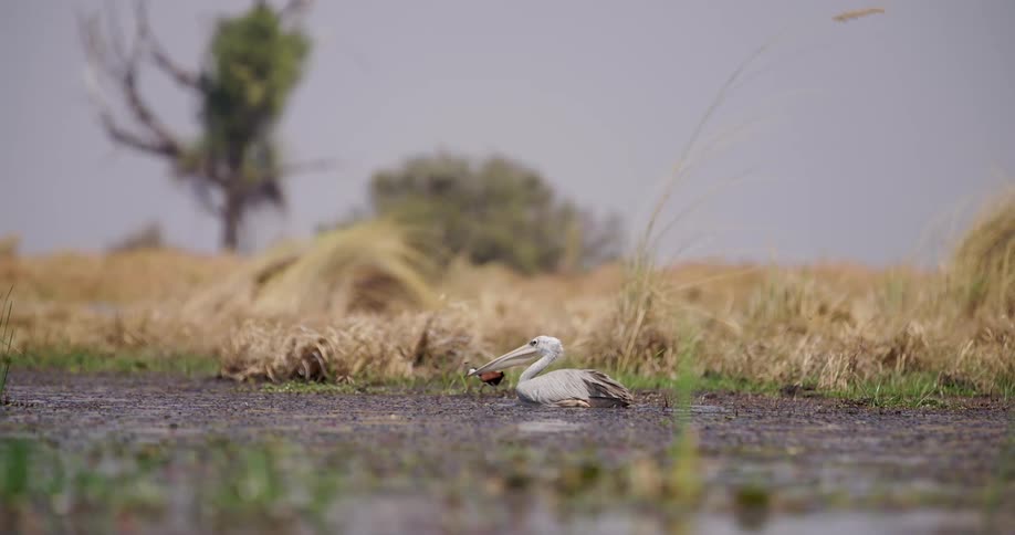 A pink backed pelican rests in shallow muddy water with a smaller bird visible in the background in a dry grassy landscape