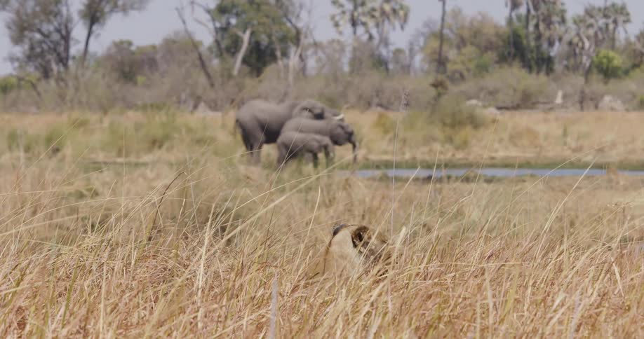 A lion is partially hidden in tall grass while a group of elephants stands near a pond in the background
