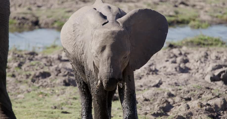 Baby elephant with mud in the jungle