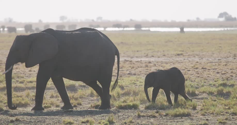 An adult elephant walking in a savannah with low grass and behind him a smaller elephant and then an adult elephant