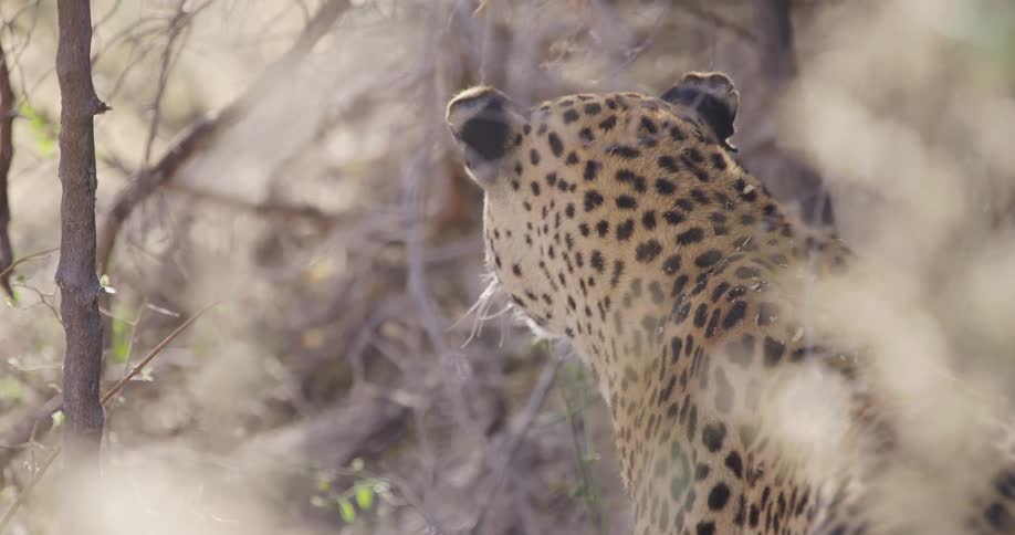 A clip of a wild cat in the jungle