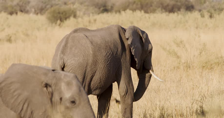 An image of two elephants out in the jungle