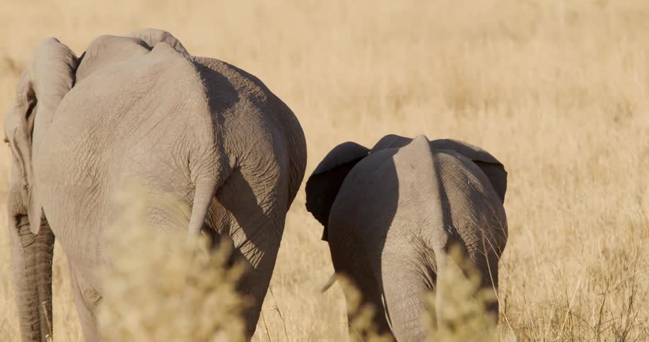 Two elephants are walking side by side in a dry grassy landscape
